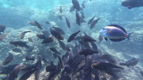 Beautiful reef and parrotfish while swimming at Dimaniyat Island Video stock 299656507