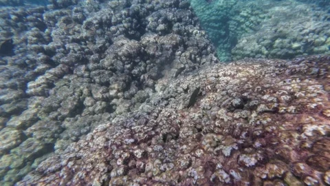Beautiful reef and parrotfish while swimming at Dimaniyat Island Video stock 299656570