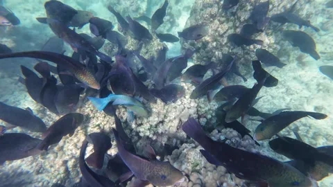 Beautiful reef and parrotfish while swimming at Dimaniyat Island Video stock 299656580