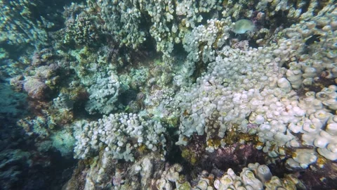 Beautiful reef and parrotfish while swimming at Dimaniyat Island Video stock 299656816