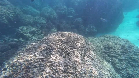 Beautiful reef and parrotfish while swimming at Dimaniyat Island Video stock 299657141