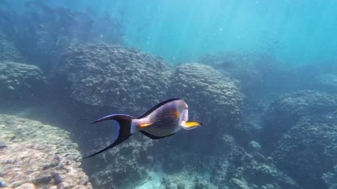 Beautiful reef and parrotfish while swimming at Dimaniyat Island Video stock 299657177