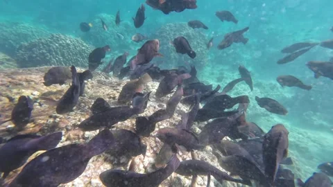 Beautiful reef and parrotfish while swimming at Dimaniyat Island Video stock 299657184