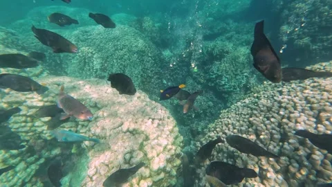 Beautiful reef and parrotfish while swimming at Dimaniyat Island Video stock 299657188