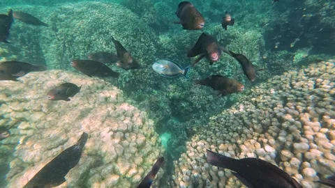 Beautiful reef and parrotfish while swimming at Dimaniyat Island Video stock 299657208