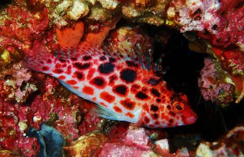 Beautiful reef fish Foto stock