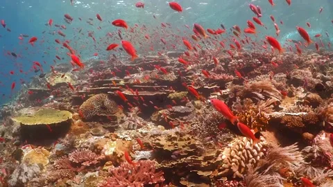 Beautiful reef scene, small orange fish swimming over pristine hard and soft Stock Footage 130234907