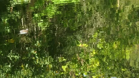 Beautiful reflection of green trees in water,wind moves leaf on lake surface,4K. Stock Footage 55323983