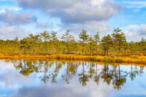 Beautiful reflection of pine trees in swamp lake, autumn season. Viru bogs at Stock Photos