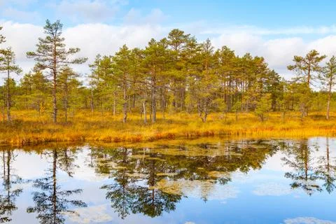Beautiful reflection of pine trees in swamp lake, autumn season. Viru bogs at Stock Photos