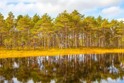 Beautiful reflection of pine trees in swamp lake, autumn season. Viru bogs at Stock Photos