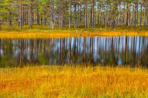 Beautiful reflection of pine trees in swamp lake, autumn season. Viru bogs at Stock Photos