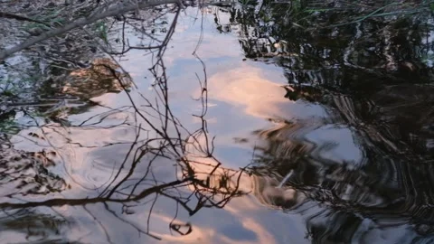 Beautiful reflection of the sunset sky and branches in the water. Slowmotion. Stock Footage 246449337