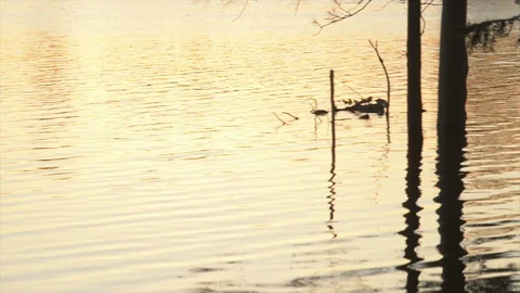 Beautiful Reflection of Trees on Water Stock Footage 87004817