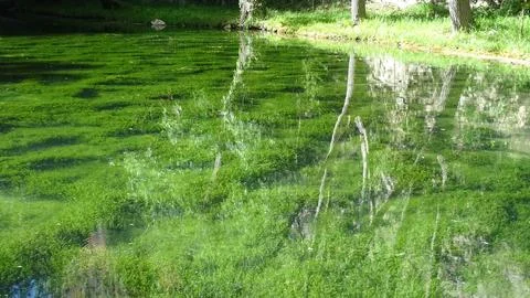 Beautiful reflection of the trees on the water. Underwater forest. Seaweed Stock Photos