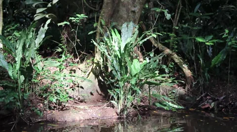 Beautiful reflection of water and sun on jungle foliage Stock Footage 27645854