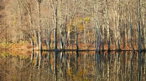Beautiful reflections of trees in a lake. 4K. UHD. Stock Footage 44231481