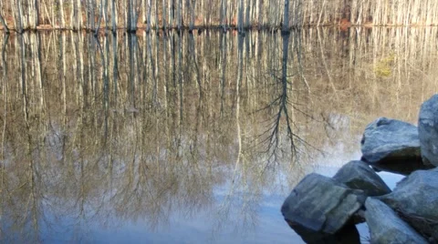 Beautiful reflections of trees in a lake. 4K. UHD. Stock Footage 44231484