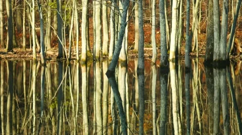 Beautiful reflections of trees in a lake. 4K. UHD. Stockbeeldmateriaal 44231519
