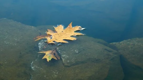 Beautiful reflections of trees in a lake. 4K. UHD. Stock Footage 44231521