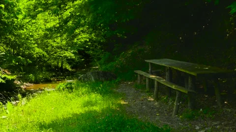 A beautiful resting place in the woods Stock Footage 187444159