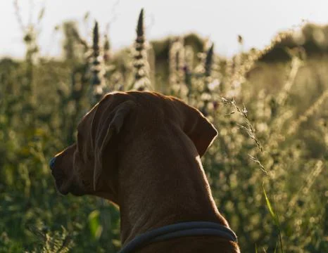 With a beautiful rhodesian ridgeback a nice time at sunset in jena Foto stock