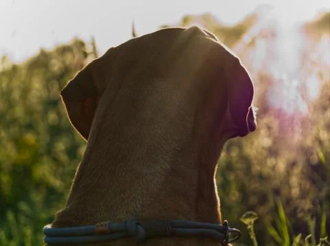 With a beautiful rhodesian ridgeback a nice time at sunset in jena Stock Photos