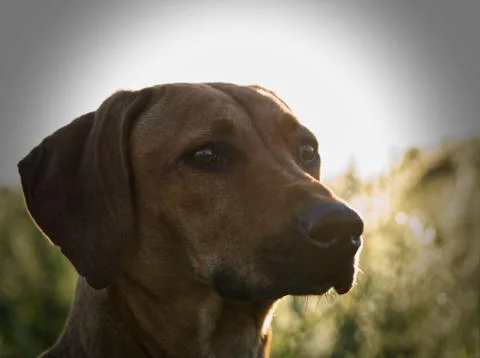 With a beautiful rhodesian ridgeback a nice time at sunset in jena Stock Photos