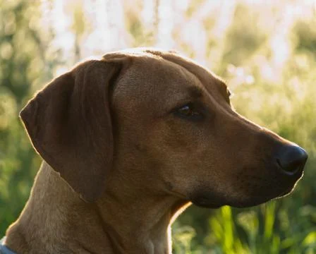 With a beautiful rhodesian ridgeback a nice time at sunset in jena Stock Photos