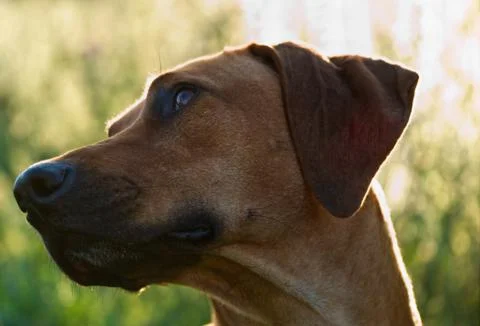 With a beautiful rhodesian ridgeback a nice time at sunset in jena Stock Photos