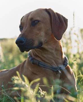 With a beautiful rhodesian ridgeback a nice time at sunset in jena Stock Photos