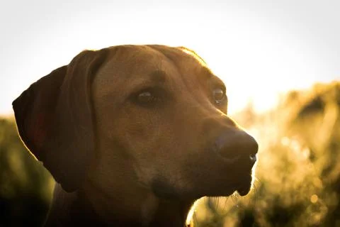 With a beautiful rhodesian ridgeback a nice time at sunset in jena Stock Photos