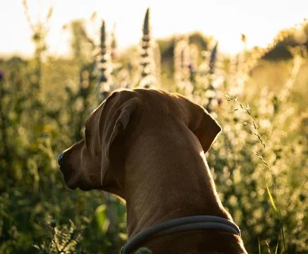 With a beautiful rhodesian ridgeback a nice time at sunset in jena Stock Photos