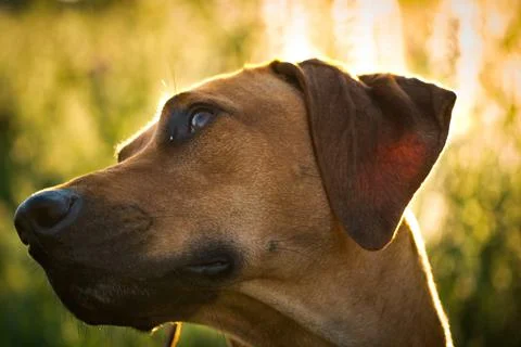 With a beautiful rhodesian ridgeback a nice time at sunset in jena Stock Photos