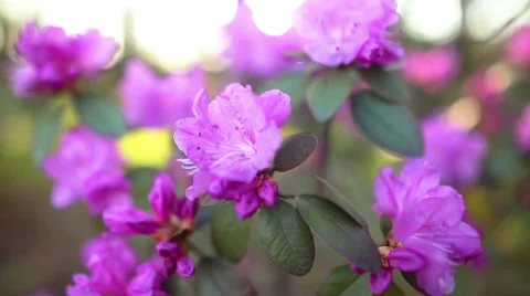 Beautiful Rhododendron 库存影片 51427036