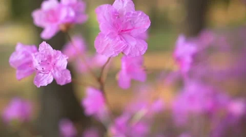 Beautiful Rhododendron Vídeo Stock 51690867
