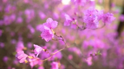 Beautiful Rhododendron Stock-Footage 52338505