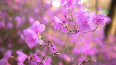 Beautiful Rhododendron Vídeo Stock 56434467
