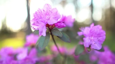 Beautiful Rhododendron Vídeo Stock 56890844