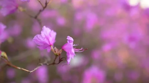 Beautiful Rhododendron Stockbeeldmateriaal 59687632
