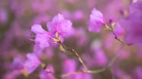 Beautiful Rhododendron Stockbeeldmateriaal 60047962