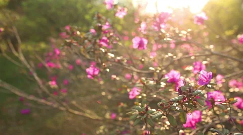 Beautiful Rhododendron, Full HD close up Stock-Footage 52387261
