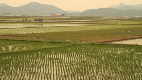 Beautiful rice field Video stock 11144980