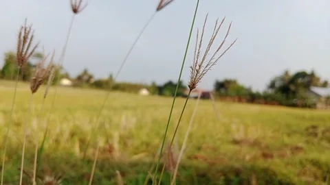 Beautiful rice field Stock Footage 214509786