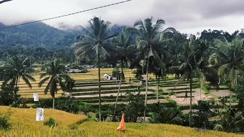 Beautiful rice field Stock Footage 219306651