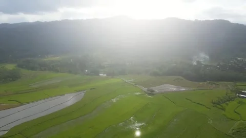 Beautiful rice field view 库存影片 245264613