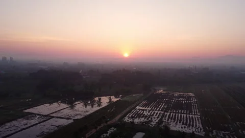 Beautiful rice field view in spring at sunrise morning with birds circling Stock Footage 260105300