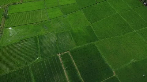 Beautiful Rice Fields in Aceh Stock Footage 256911837