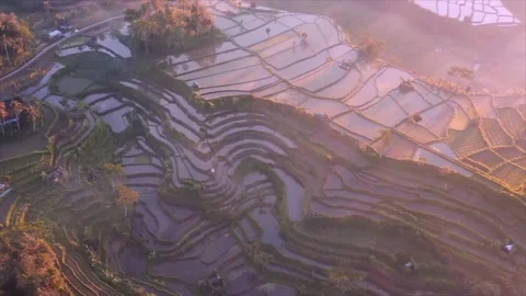 Beautiful rice fields that are well cared for 库存影片 238695714