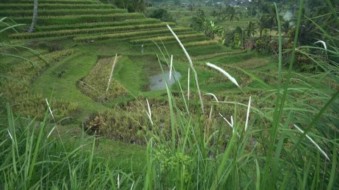 The beautiful rice fields in Bali have been designated the prestigious UNESCO Stock Footage 126697783